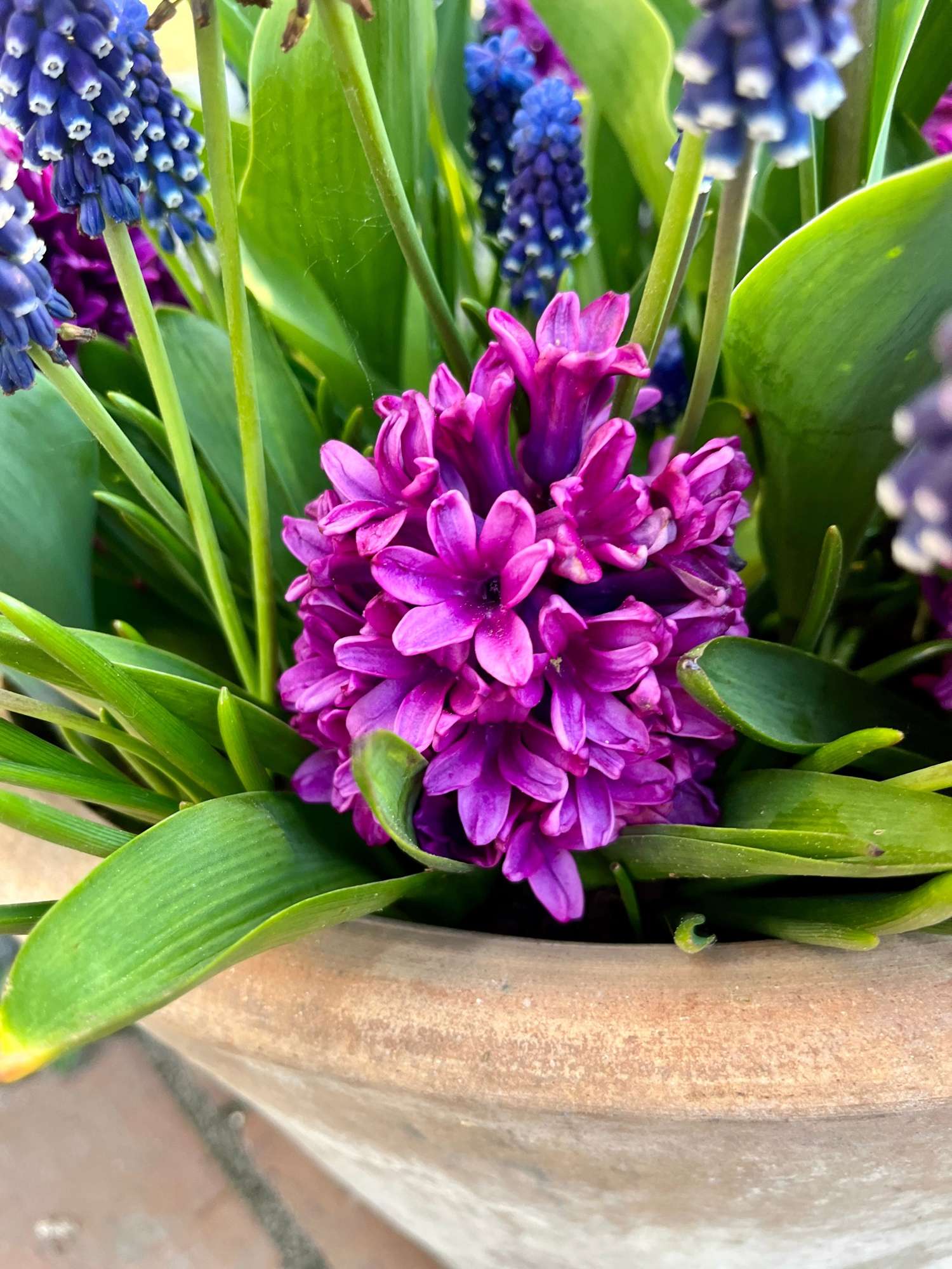 Sipulisekoitus 'Deep Purple'